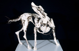 Dog 9